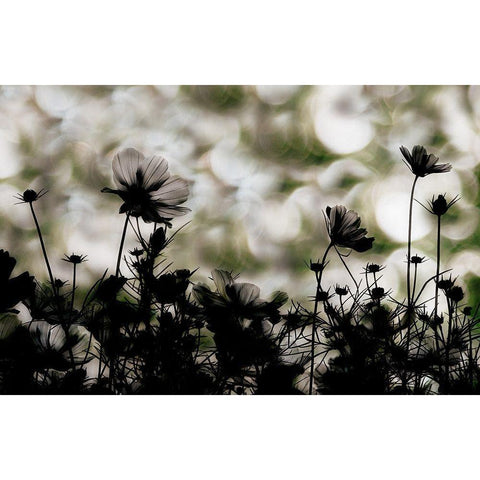 Autumn chorus White Modern Wood Framed Art Print by Ikeda, Keisuke