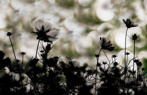 Autumn chorus White Modern Wood Framed Art Print with Double Matting by Ikeda, Keisuke