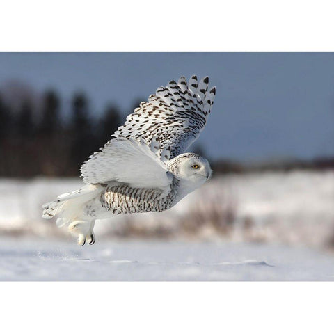 Bubo scandiacus White Modern Wood Framed Art Print by Costina, Mircea