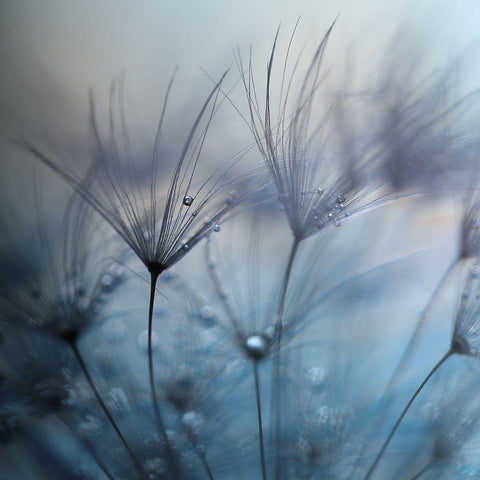 Teardrops White Modern Wood Framed Art Print with Double Matting by Irthum, Mathieu