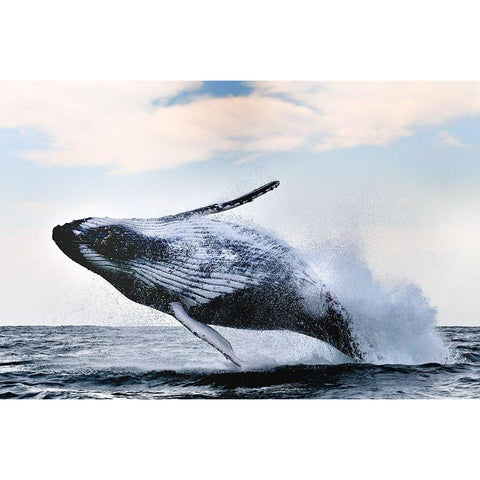 breach Gold Ornate Wood Framed Art Print with Double Matting by Safonov, Alexander