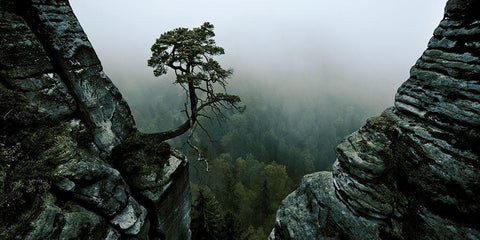 L Black Ornate Wood Framed Art Print with Double Matting by Schott, Andreas