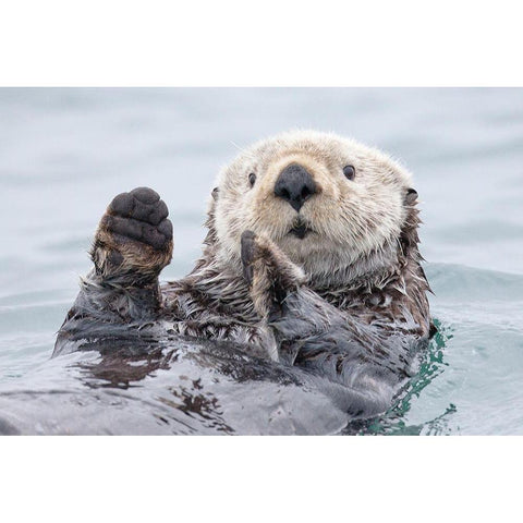 Yesterday I caught a fish thiiis big Otter Alaska White Modern Wood Framed Art Print by Golubenko, Roman