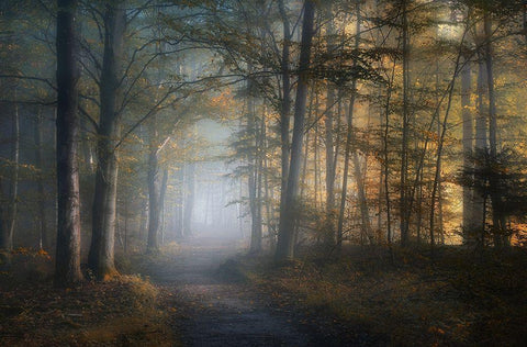 autumn symphony White Modern Wood Framed Art Print with Double Matting by Maier, Norbert