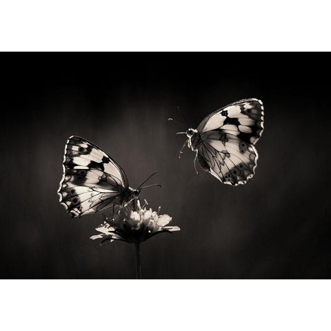 Medioluto norteAÂ±a White Modern Wood Framed Art Print by Hoffman, Jimmy