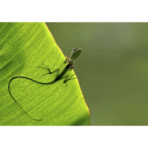 Hallo Black Modern Wood Framed Art Print with Double Matting by Santosa, Yoline