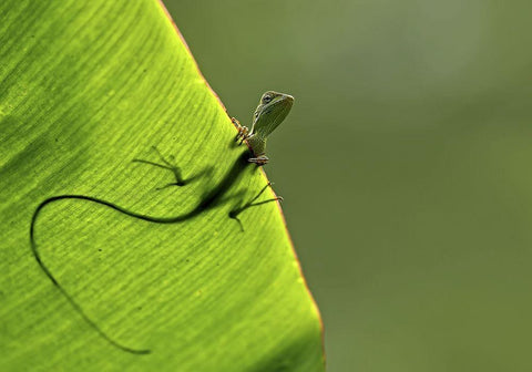 Hallo Black Ornate Wood Framed Art Print with Double Matting by Santosa, Yoline