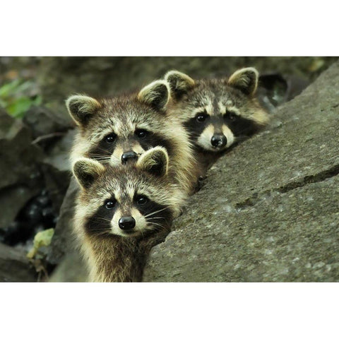 Tres Banditos White Modern Wood Framed Art Print by Costina, Mircea