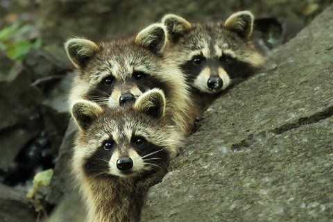 Tres Banditos White Modern Wood Framed Art Print with Double Matting by Costina, Mircea