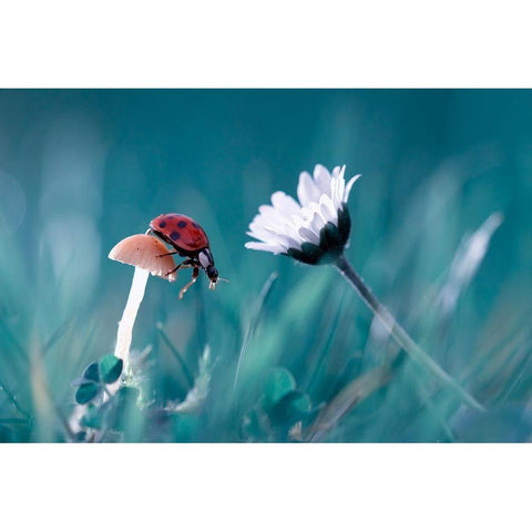 The story of the lady bug that tries to convice the mushroom to have a date with the beautiful daisy White Modern Wood Framed Art Print by Bravin, Fabien
