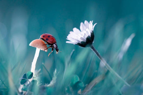 The story of the lady bug that tries to convice the mushroom to have a date with the beautiful daisy White Modern Wood Framed Art Print with Double Matting by Bravin, Fabien