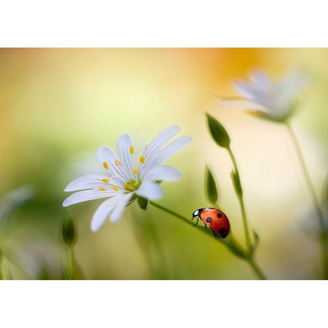 Summer beauties Black Modern Wood Framed Art Print with Double Matting by Disher, Mandy