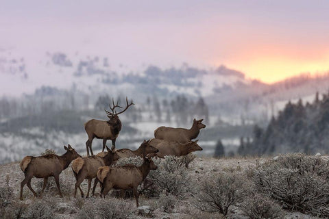 First Light Black Ornate Wood Framed Art Print with Double Matting by Kalathas, Nick