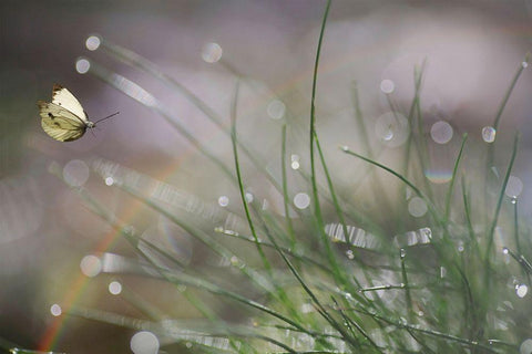 Imminent Landing Black Ornate Wood Framed Art Print with Double Matting by Cseresnjes, Anna