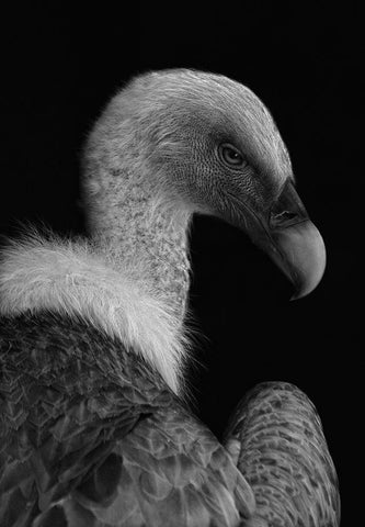 Majestic White Modern Wood Framed Art Print with Double Matting by Hoffman, Jimmy