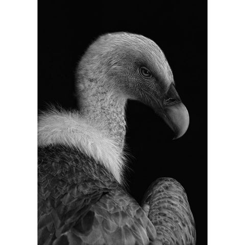 Majestic Black Modern Wood Framed Art Print by Hoffman, Jimmy