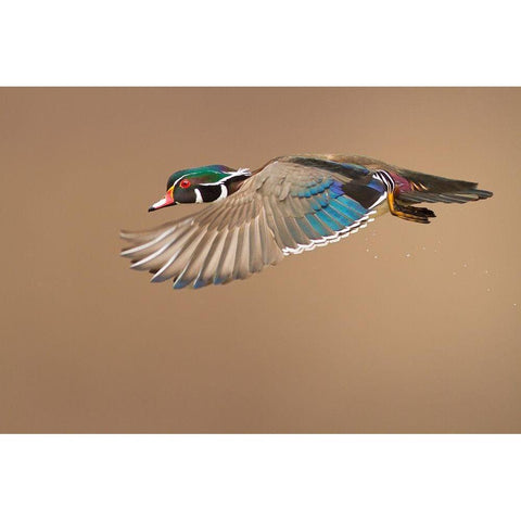 Wood Duck White Modern Wood Framed Art Print by Costina, Mircea