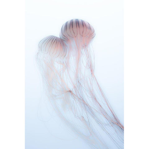 Lovers White Modern Wood Framed Art Print by Marumoto, Takeshi