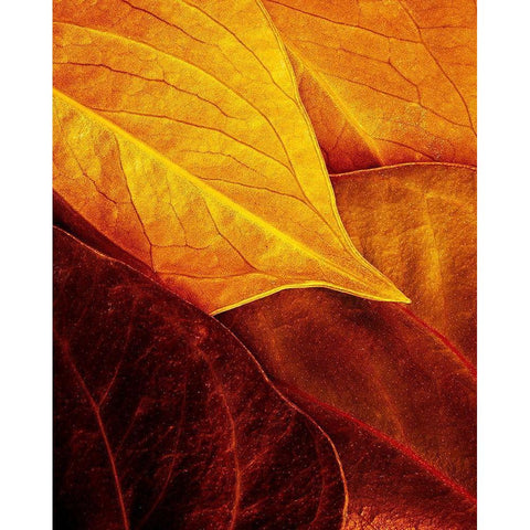 Leaves Black Modern Wood Framed Art Print with Double Matting by Laercio, Luiz