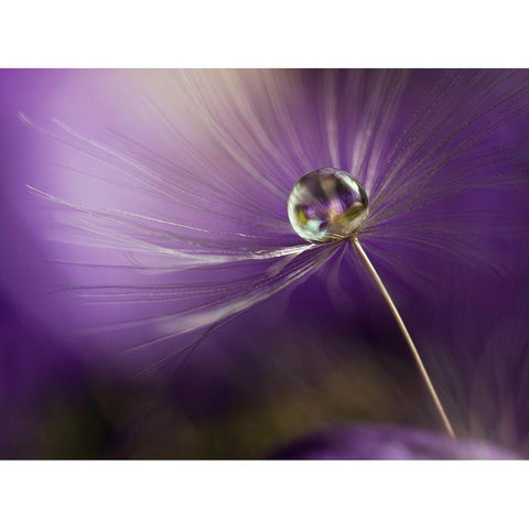 In shades of purple Gold Ornate Wood Framed Art Print with Double Matting by Westum, Heidi