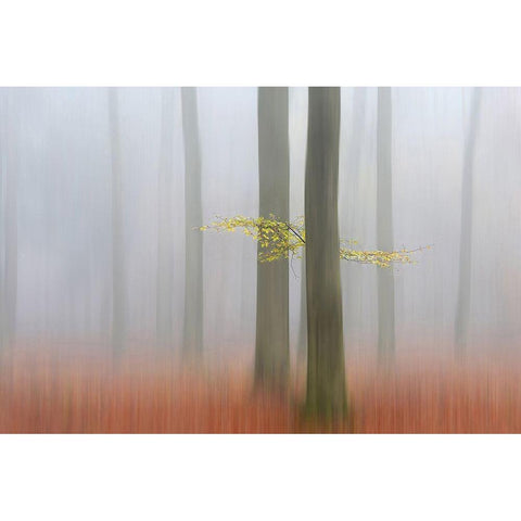 Autumnmorning Black Modern Wood Framed Art Print with Double Matting by Limberg, Huib