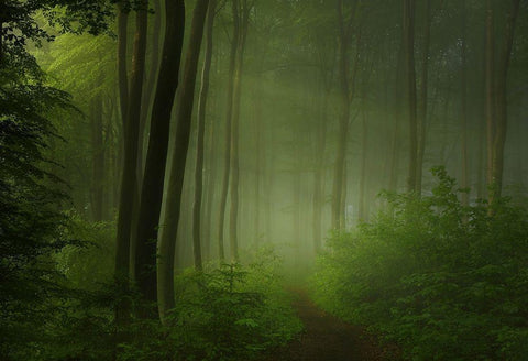 forest morning White Modern Wood Framed Art Print with Double Matting by Maier, Norbert