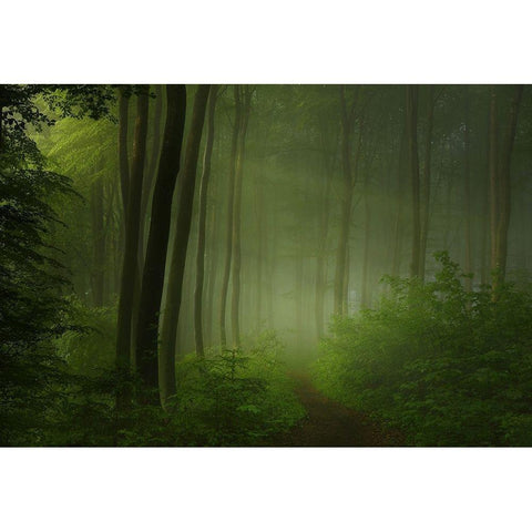 forest morning Black Modern Wood Framed Art Print by Maier, Norbert