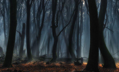 Dancing trees Black Ornate Wood Framed Art Print with Double Matting by Paul Kraaij, Jan