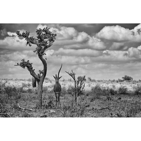 The last unicorn Gold Ornate Wood Framed Art Print with Double Matting by Rebro, Marcel