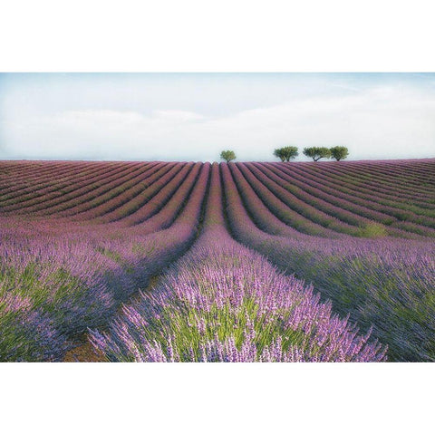 Velours de Lavender Black Modern Wood Framed Art Print with Double Matting by Chernilova, Margarita