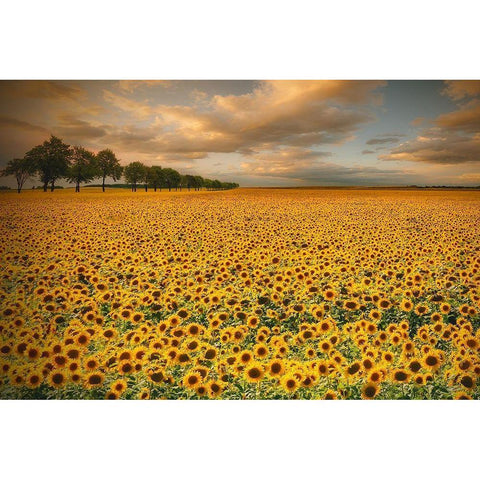 Sunflowers Black Modern Wood Framed Art Print with Double Matting by Krol (Bax), Piotr