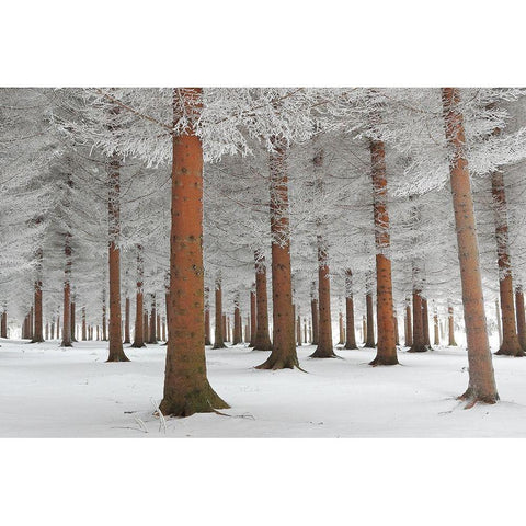 In White White Modern Wood Framed Art Print by Petrovic, Dragisa