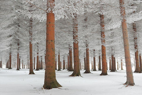 In White Black Ornate Wood Framed Art Print with Double Matting by Petrovic, Dragisa