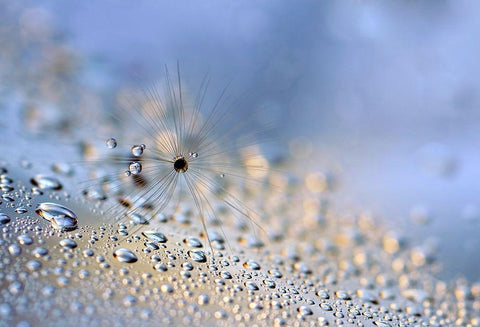 Crawling down Black Ornate Wood Framed Art Print with Double Matting by Westum, Heidi