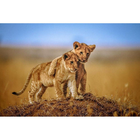 Brothers for Life White Modern Wood Framed Art Print by C. Sink, Jeffrey