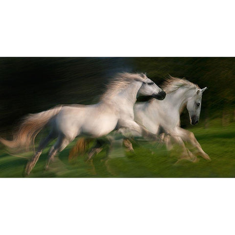 gallop for two White Modern Wood Framed Art Print by Malovrh, Milan