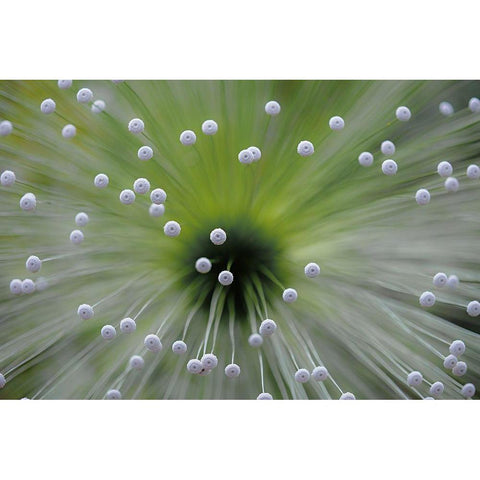 Green and White II White Modern Wood Framed Art Print by Faber, Wave