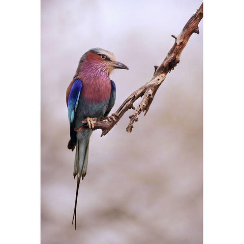 Ghiandaia marina pettolilla Black Modern Wood Framed Art Print by Grambone, Antonio