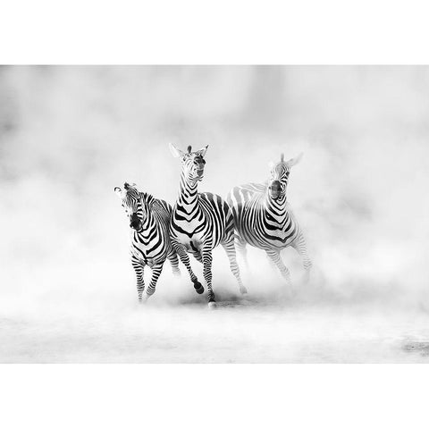 ZEBRAS Gold Ornate Wood Framed Art Print with Double Matting by Luis Duran, Juan