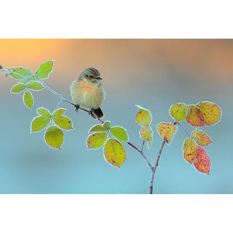 Winter colors White Modern Wood Framed Art Print by Miguel Dominguez, Andres