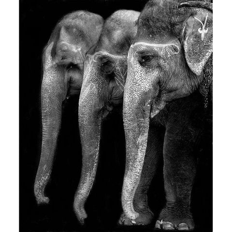 Natures great masterpiece an elephant; the only harmless great thing Gold Ornate Wood Framed Art Print with Double Matting by Depaepe, Yvette