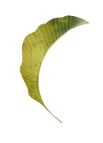 Banana Leaf White Modern Wood Framed Art Print with Double Matting by Artographie Studio