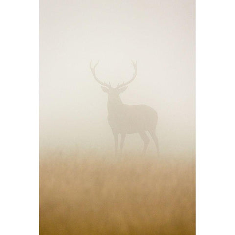 Ghost Stag Gold Ornate Wood Framed Art Print with Double Matting by Harling, Stuart