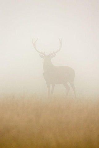 Ghost Stag White Modern Wood Framed Art Print with Double Matting by Harling, Stuart