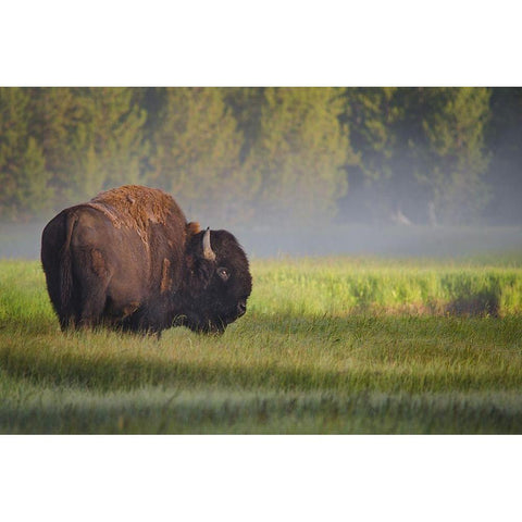 Bison in Morning Light Gold Ornate Wood Framed Art Print with Double Matting by Biswas, Sandipan