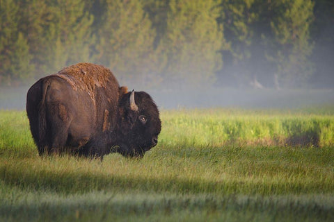 Bison in Morning Light White Modern Wood Framed Art Print with Double Matting by Biswas, Sandipan