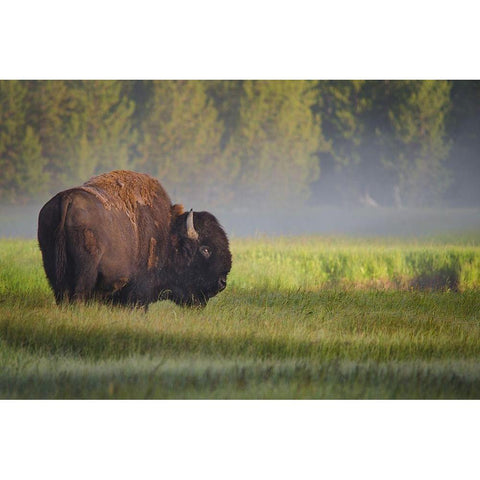 Bison in Morning Light White Modern Wood Framed Art Print by Biswas, Sandipan