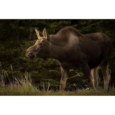 Young Moose on the Loose Black Modern Wood Framed Art Print with Double Matting by Andrews, Keith