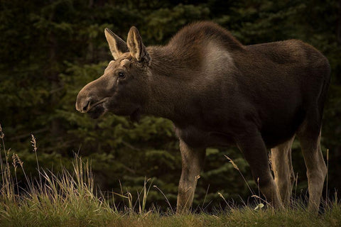 Young Moose on the Loose White Modern Wood Framed Art Print with Double Matting by Andrews, Keith