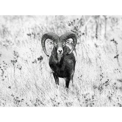 The Stare Black Modern Wood Framed Art Print with Double Matting by Merino, Nicolas